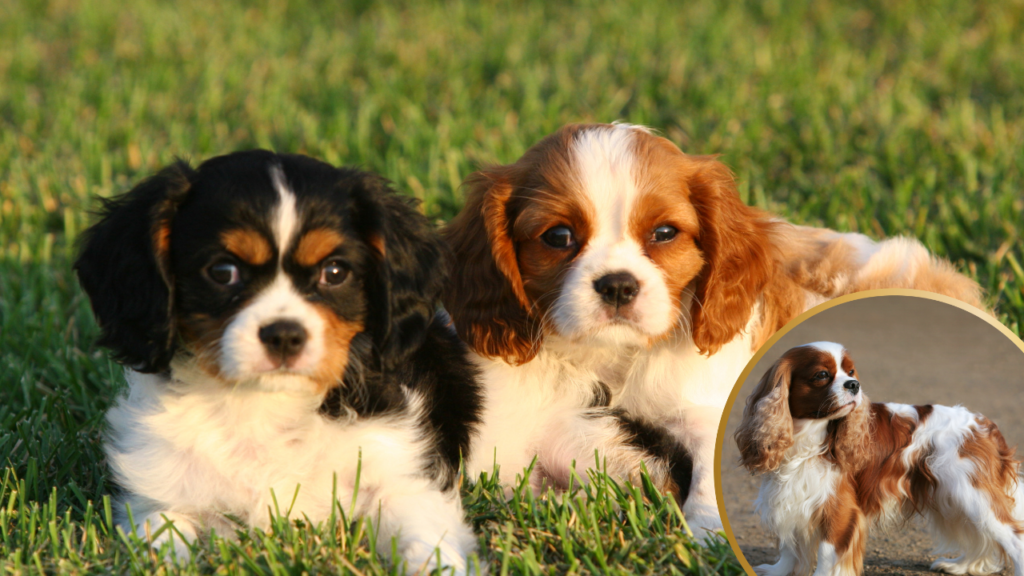 Cavalier KC Spaniel