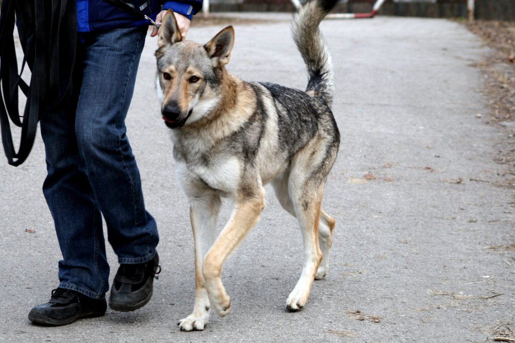 Ceskoslovensky_vlčiak as a police dog