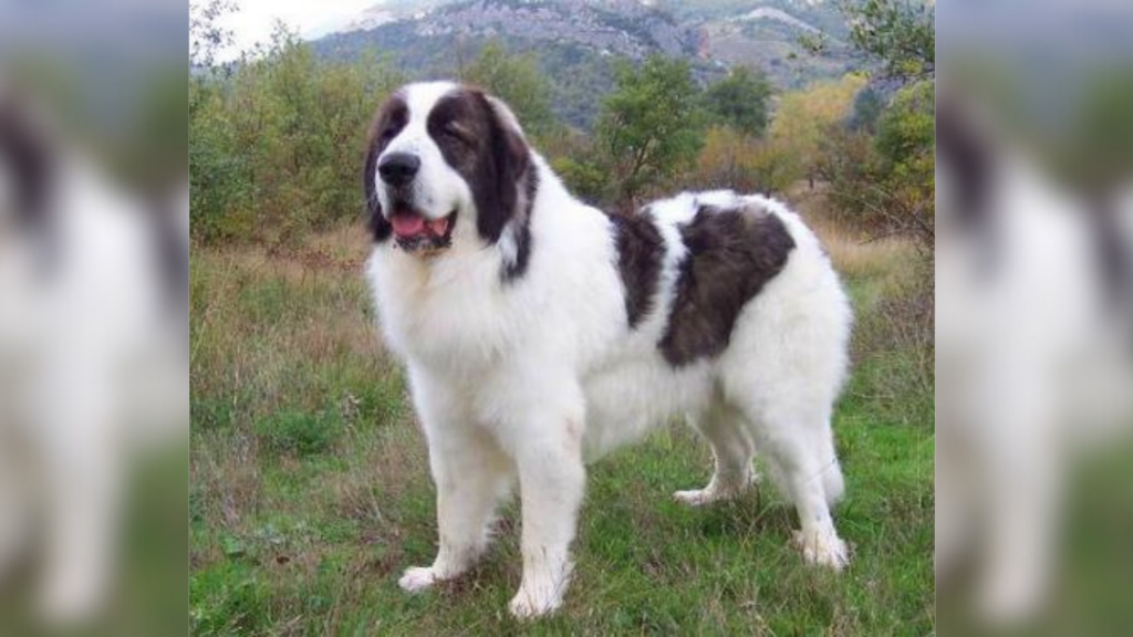 Bulgarian shepherd
