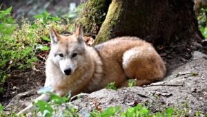 Featured: Himalayan Wolf