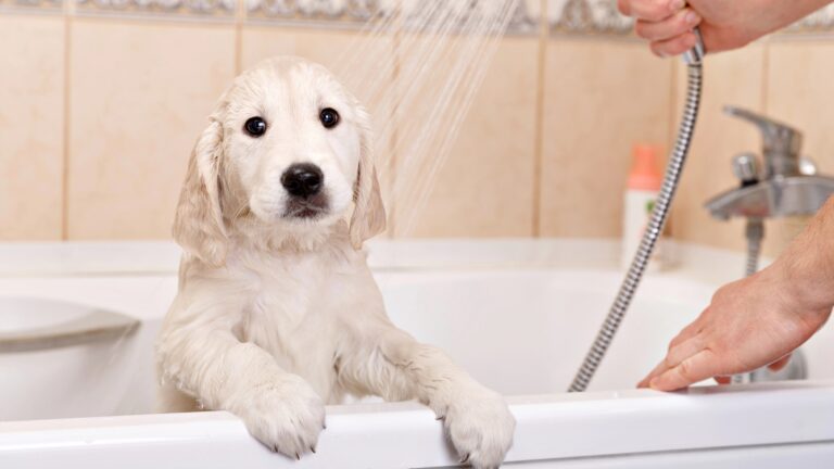 golden retriever puppy is taking a shower at home