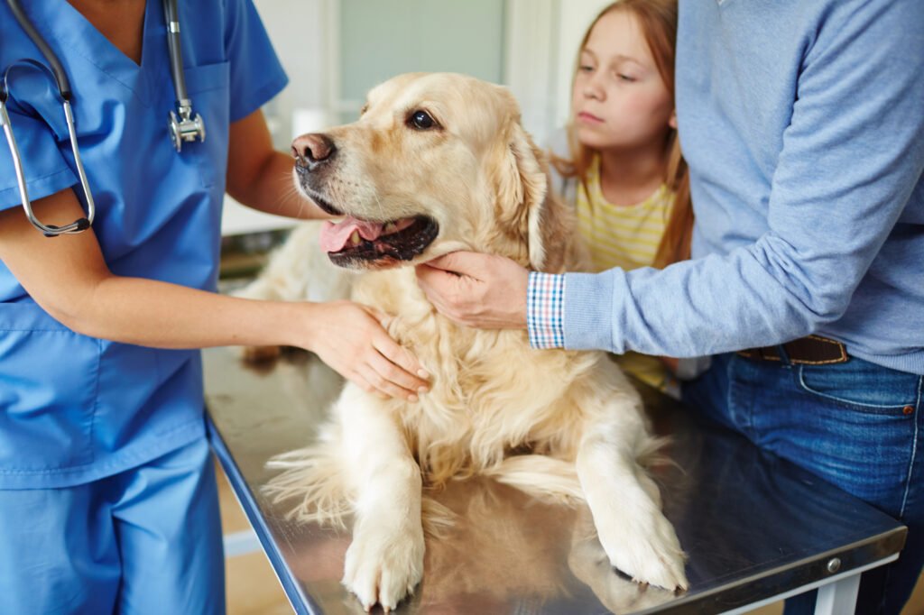 Golden retriever getting treatment