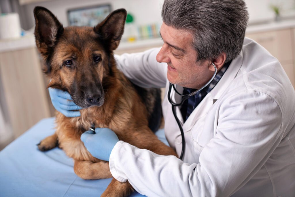 Vet checking dog