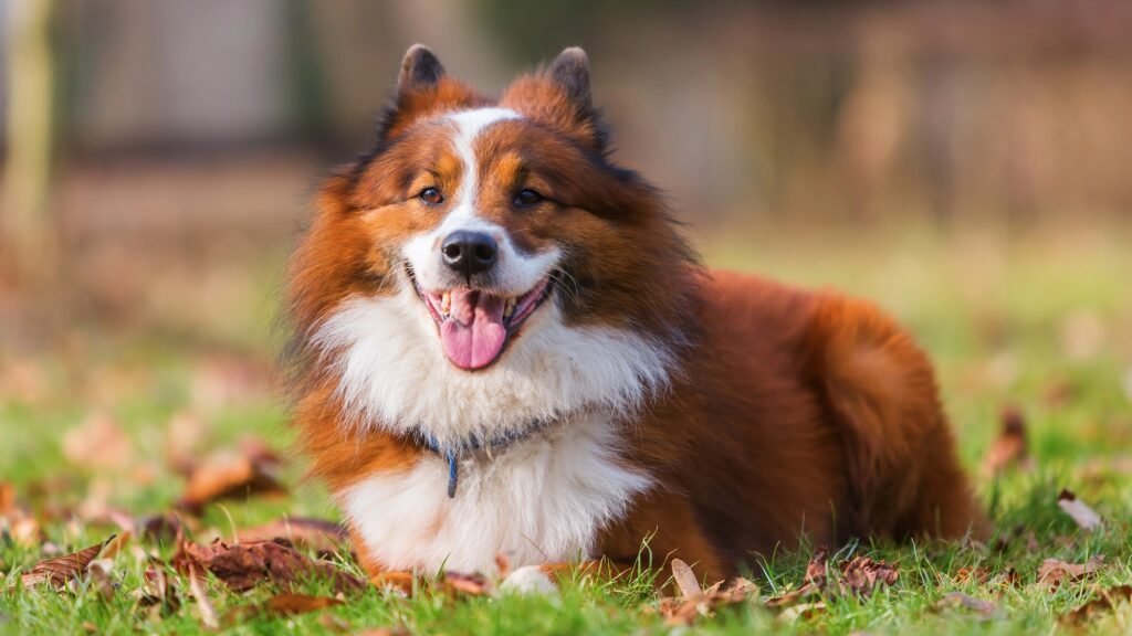 Elo dog lying on grass