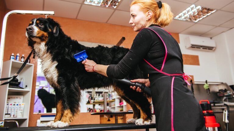 Grooming a Bernese Mountain Dog