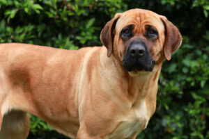 Bull mastiff tosa inu head close up