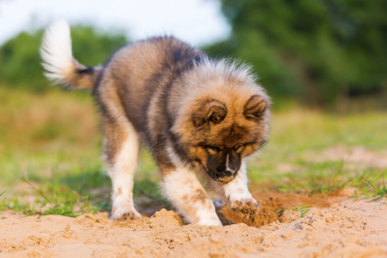 dog digging