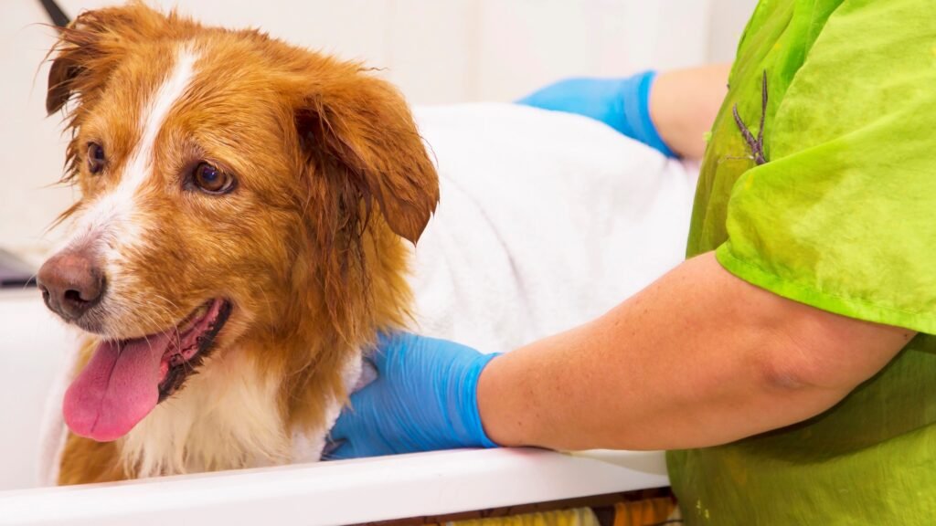 Drying a dog