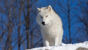 Beautiful arctic wolf in snow