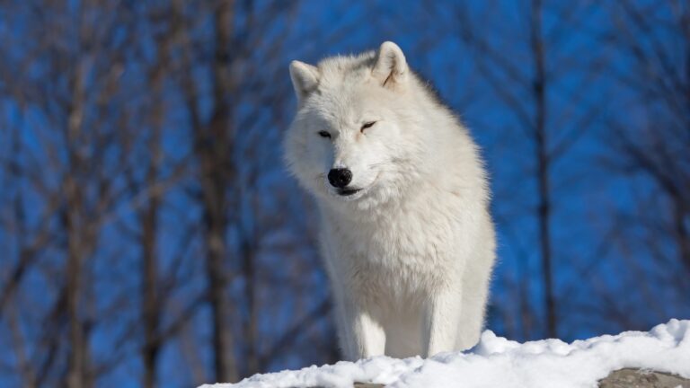 Beautiful arctic wolf in snow