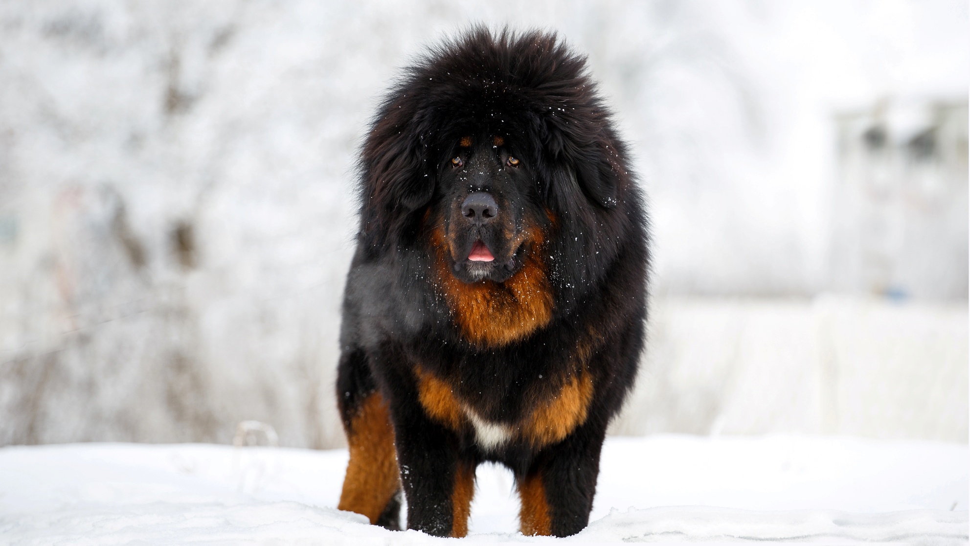 15 Powerful Dog Breeds That Can Defeat a Wolf - Doggodigest