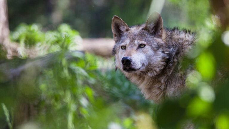 A Mexican Gray Wolf in the forest.