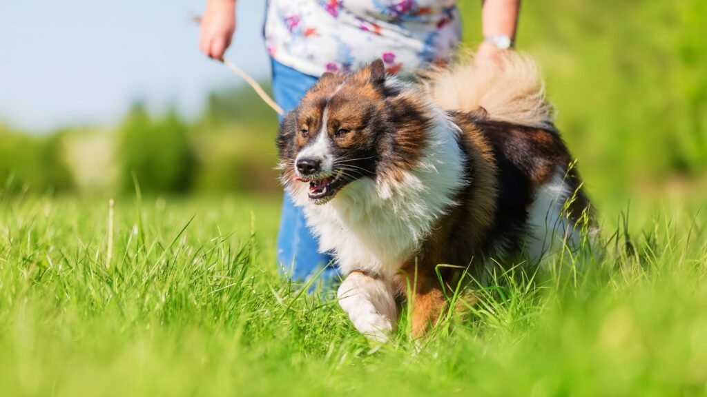 Elo dog runs with owner