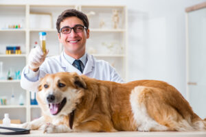 Doctor examining golden retriever dog in vet clinic