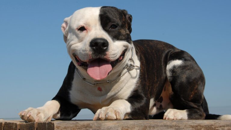 Pit bull portrait
