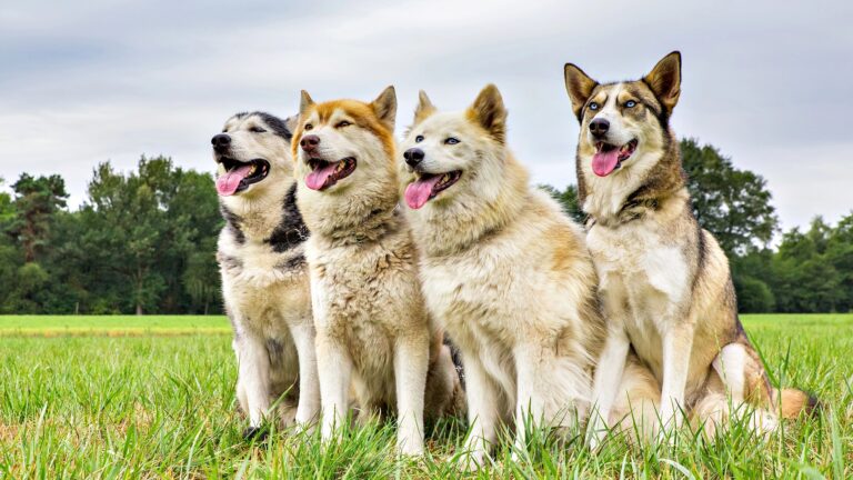 Featured : Husky pack