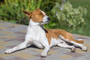 Full body portrait of Basenji dog lying on a pavement and enjoying the sunny weather.