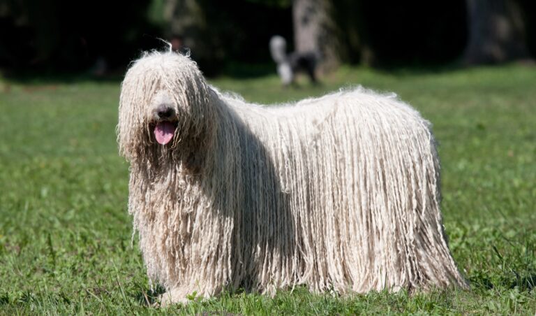 White Komondor