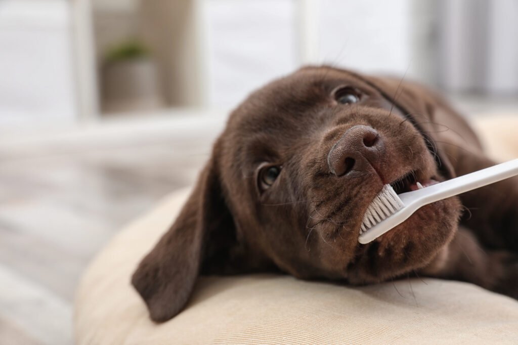 Lab getting teeth cleaned