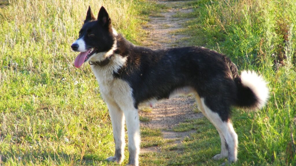 Karelian dog in a field