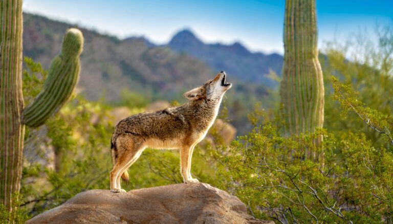 Coyote howling