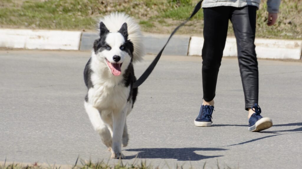 Karelian dog walked