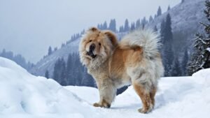 Chow Chow in Snow