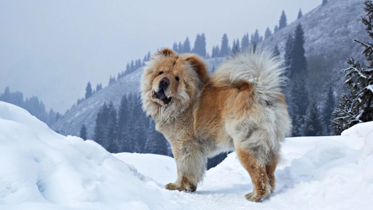 Chow Chow in Snow