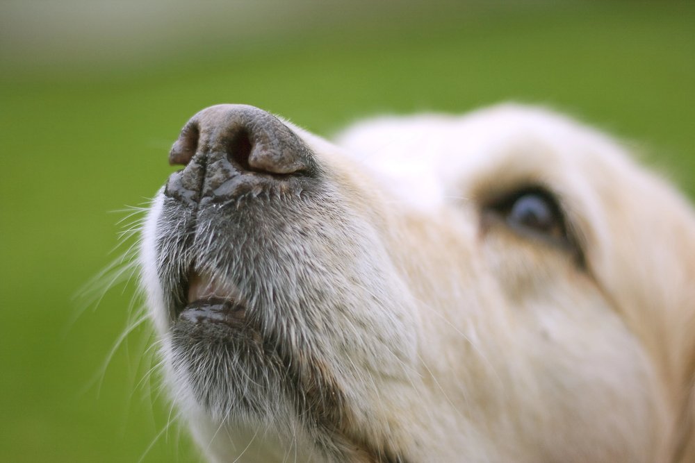 Dog whiskers.