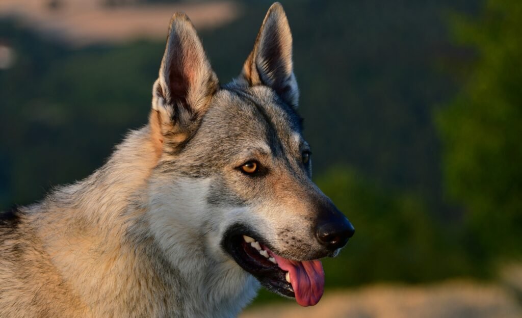 Portrait of a czechoslovakian wolfdog.