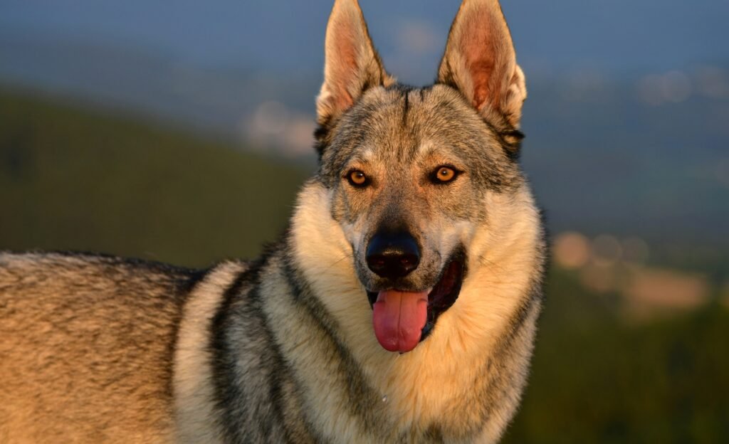 Portrait of a czechoslovakian wolfdog.