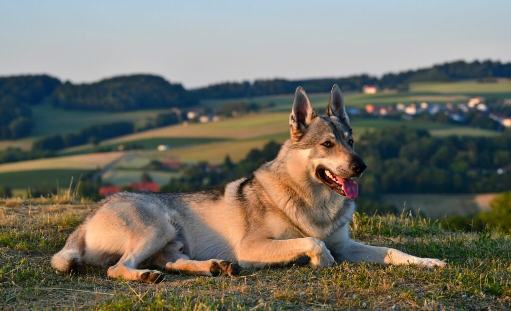 A male czechoslovakian wolfdog lying in the grass
