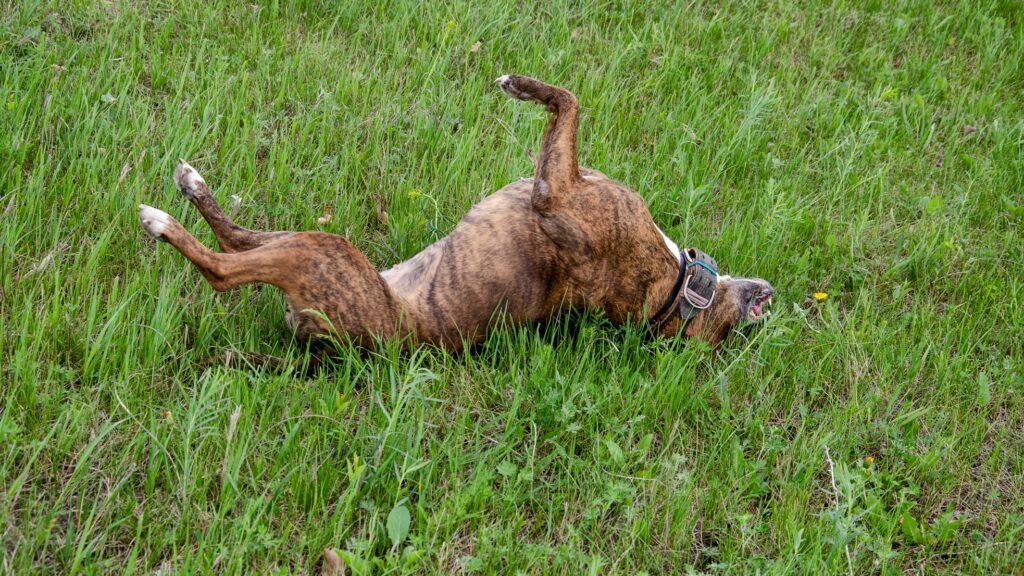 Happy brown dog lying on his back on grass with paws up.