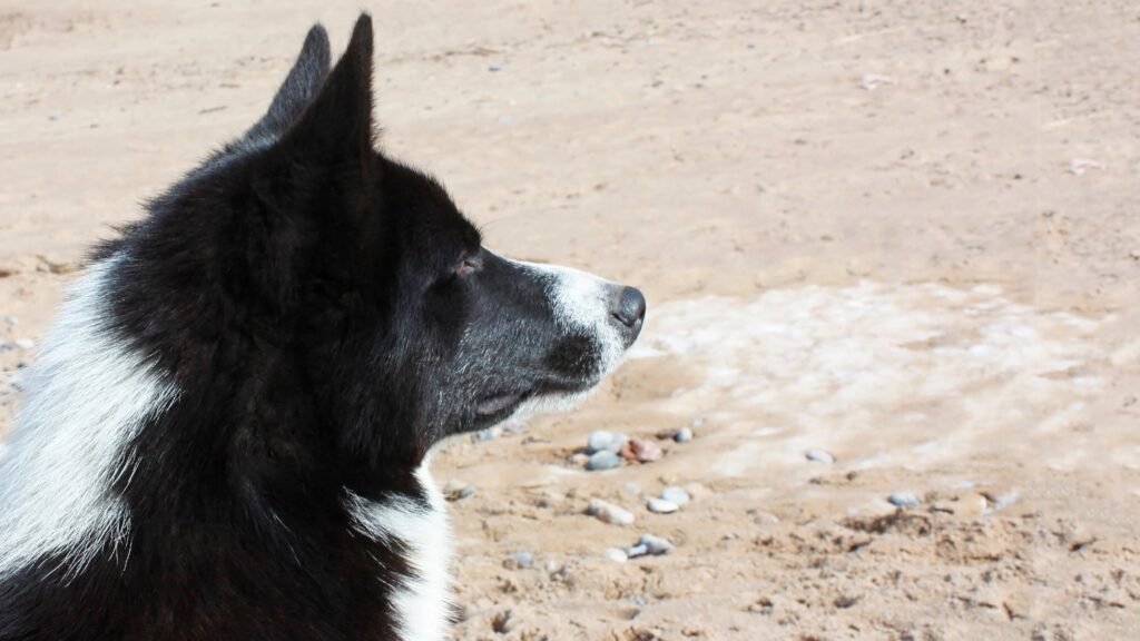 Karelian bear dog side view