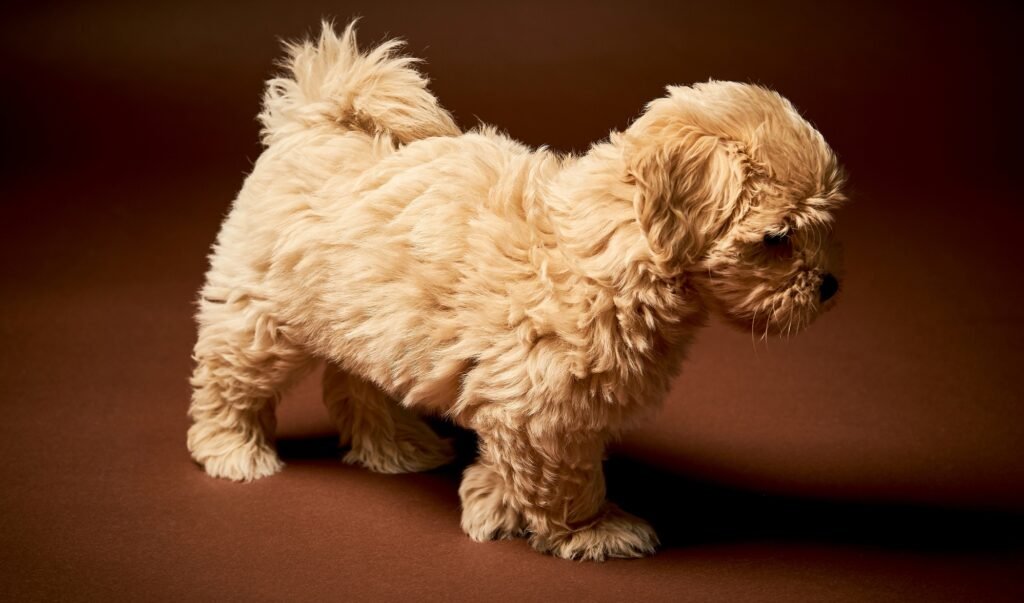 Maltipoo puppy sideprofile