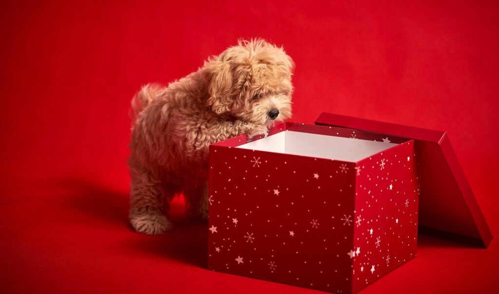 Maltipoo puppy playing