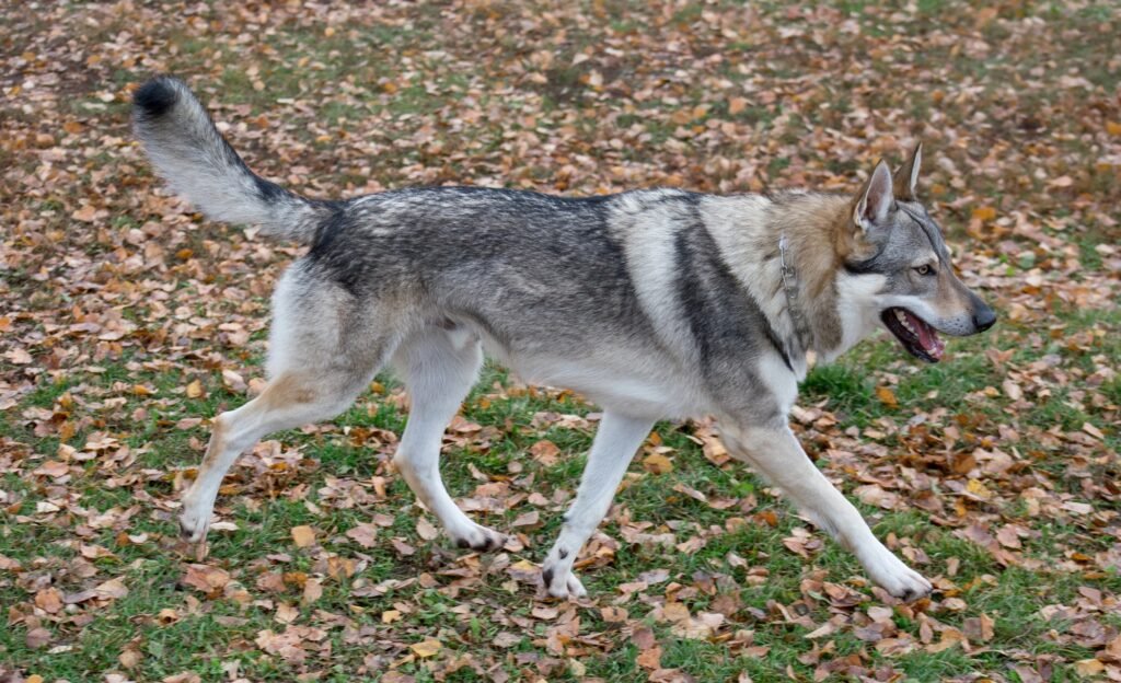 Czechoslovak wolfdog