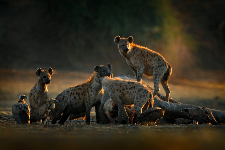 Spotted hyena in Africa wildlife