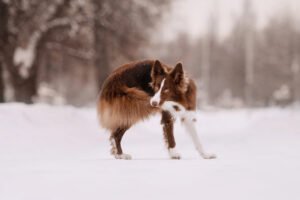 Border collie dog catching his own tail outdoors
