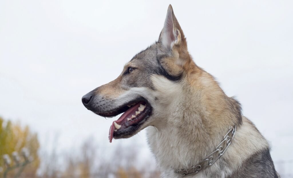 Side profile of czechoslovak wolfdog