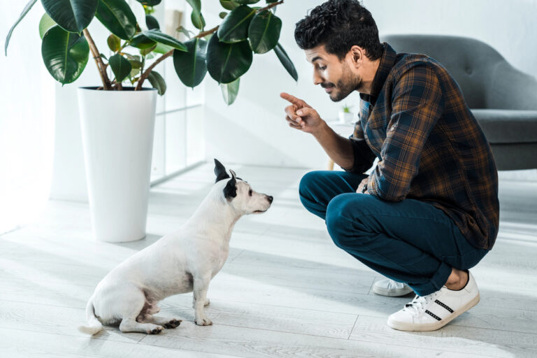 A man training jack russell terrier