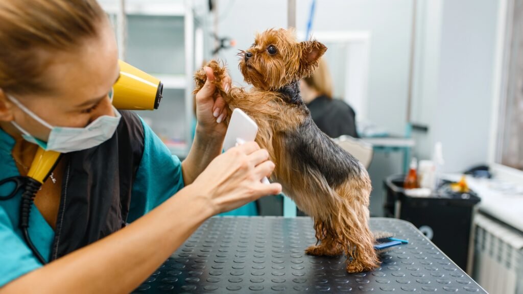 Professional groomer combing dog