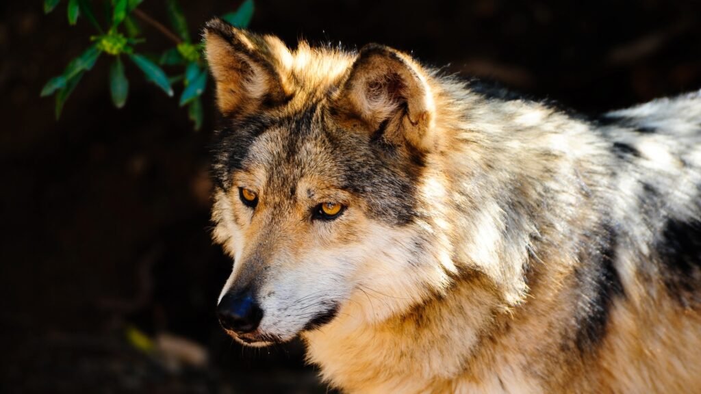 Mexican Gray Wolf