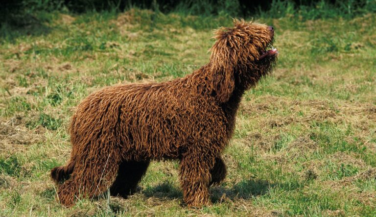 featured: Barbet