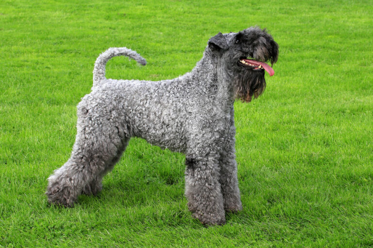 Portrait of Kerry Blue Terrier
