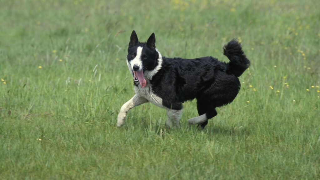 Karelian dog running