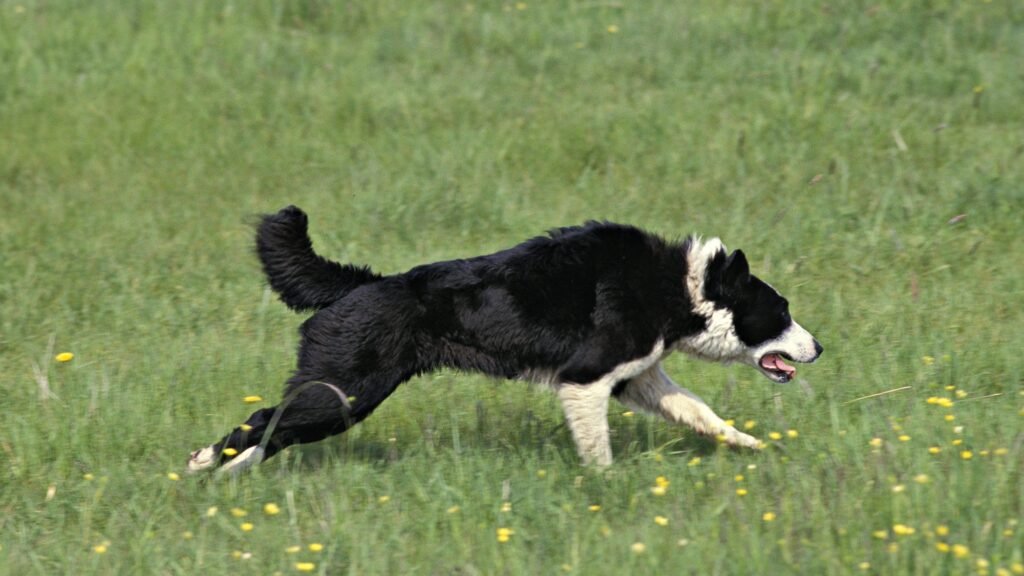 Karelian Bear Dog running on Grass