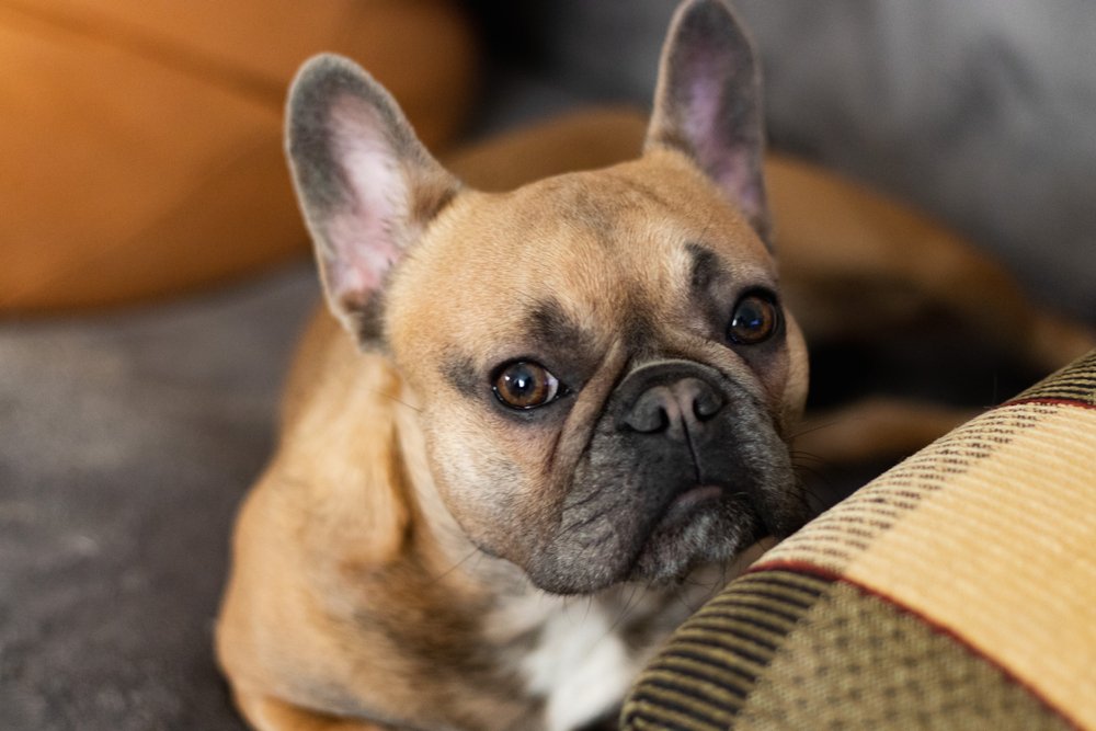 Serious purebred Fawn French Bulldog on sofa