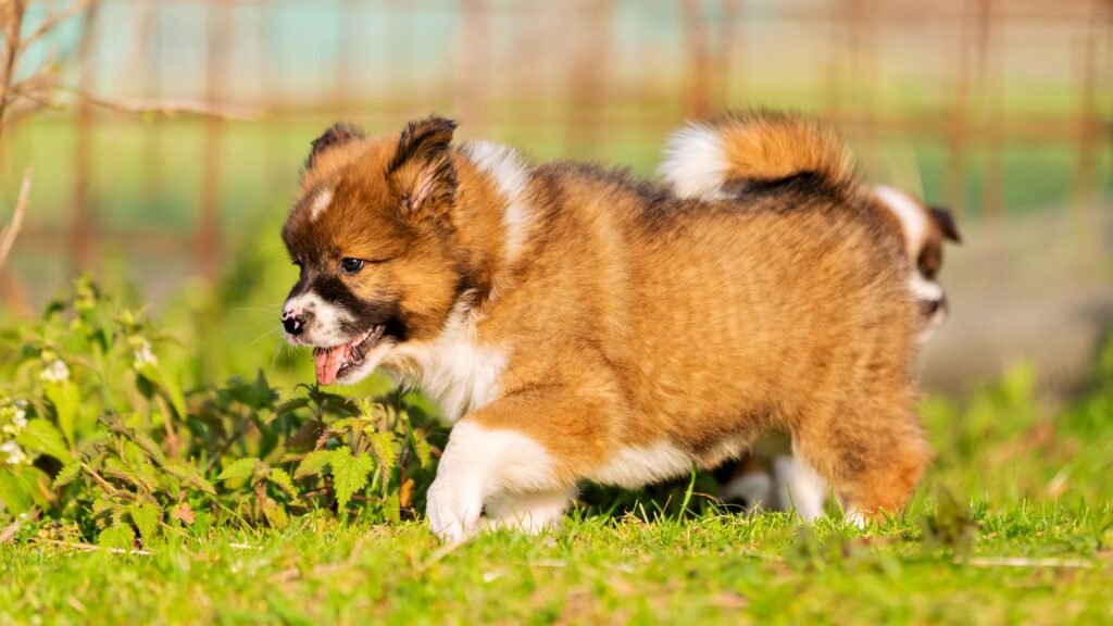 Elo puppy