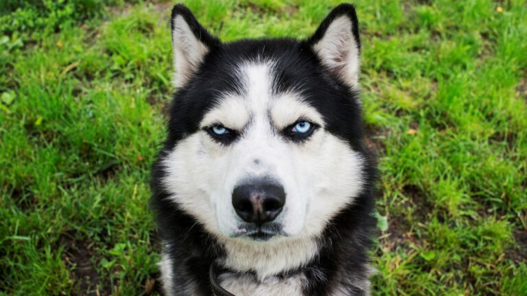 Featured: Husky dog looking grumpy